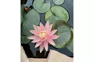 302 Horizon Ave, Lochbuie, CO 80603 - Photo 22