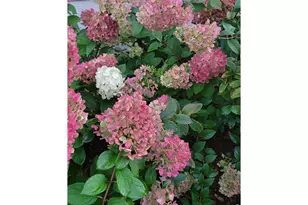 3477 Janus Dr, Loveland, CO 80537 - Photo 34