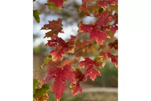 8200 S Locust Way, Centennial, CO 80112 - Photo 46