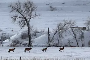 602 Charles St, Superior, CO 80027 - Photo 46