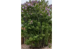 1786 Wintergreen Pl, Loveland, CO 80537 - Photo 26