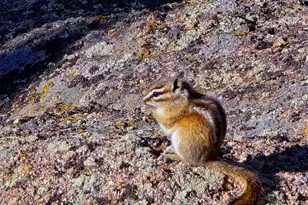 660 Jicarilla Trail, Red Feather Lakes, CO 80545 - Photo 32