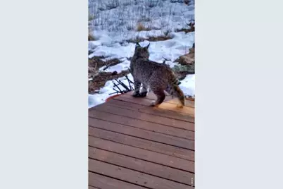 895 Elk Meadow Ct, Estes Park, CO 80517 - Photo 16