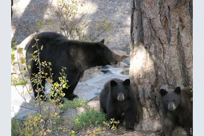 895 Elk Meadow Ct, Estes Park, CO 80517 - Photo 46