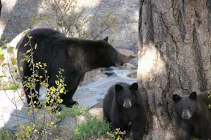 895 Elk Meadow Ct, Estes Park, CO 80517 - Photo 46