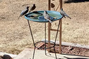 11575 Ingalls St, Westminster, CO 80020 - Photo 6