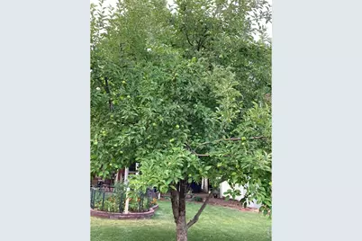 509 Locust St, Windsor, CO 80550 - Photo 40