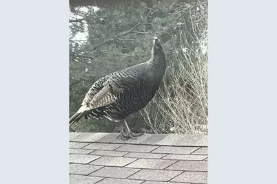 1605 Sunnyside Dr, Loveland, CO 80538 - Photo 42