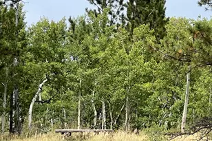 24688 W County Rd 74e, Red Feather Lakes, CO 80545 - Photo 28