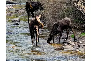 1006 Kneale Rd, Eldorado Springs, CO 80025 - Photo 38