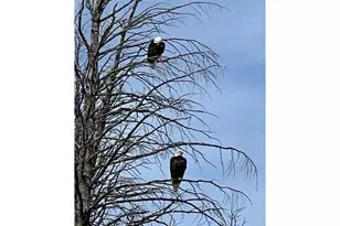 1311 Shoshoni Dr, Red Feather Lakes, CO 80545 - Photo 46