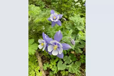 1311 Shoshoni Dr, Red Feather Lakes, CO 80545 - Photo 48