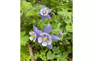 1311 Shoshoni Dr, Red Feather Lakes, CO 80545 - Photo 48