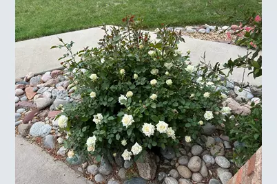 1617 Ithaca Ct, Longmont, CO 80503 - Photo 28