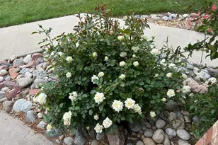 1617 Ithaca Ct, Longmont, CO 80503 - Photo 28