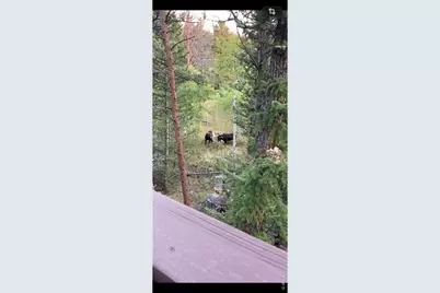 153 Columbine Dr, Red Feather Lakes, CO 80545 - Photo 28