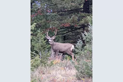 1312 Chute Rd, Golden, CO 80403 - Photo 24