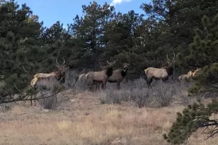 15757 Moss Rock Ct, Longmont, CO 80503 - Photo 36