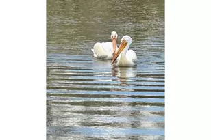 1691 Grand Ave, Windsor, CO 80550 - Photo 24