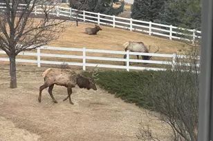 3363 Crest Dr, Loveland, CO 80537 - Photo 46