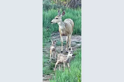 7498 Ottawa Way, Red Feather Lakes, CO 80545 - Photo 14