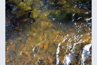 7498 Ottawa Way, Red Feather Lakes, CO 80545 - Photo 6