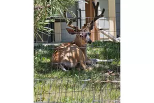 1761 Wildfire Rd, Estes Park, CO 80517 - Photo 40