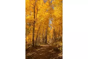 747 Coyote Hill Rd, Allenspark, CO 80510 - Photo 38