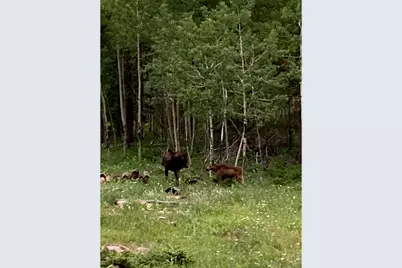 2227 Osage Trl, Red Feather Lakes, CO 80545 - Photo 8