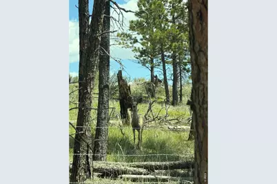 1989 Spencer Mountain Rd, Bellvue, CO 80512 - Photo 44