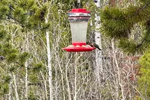 25 Aspen Dr, Walden, CO 80480 - Photo 28