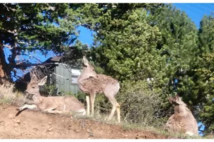 2709 Sunrise Ct, Estes Park, CO 80517 - Photo 28
