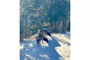 200 Rocky Knob Ln, Nederland, CO 80466 - Photo 40