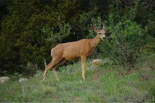 5896 Peregrine Trail, Golden, CO 80403 - Photo 44