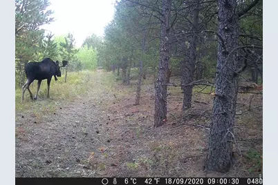 0 County Road 59, Allenspark, CO 80510 - Photo 46