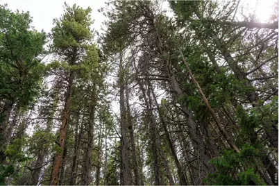 0 Twin Spruce Rd, Golden, CO 80403 - Photo 6