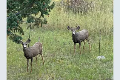 1650 Lazy Z Rd, Nederland, CO 80466 - Photo 26