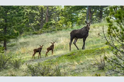 312 Ridge Rd, Ward, CO 80481 - Photo 20