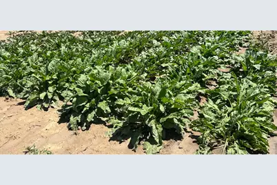 0 Wcr 23, Windsor, CO 80550 - Photo 10