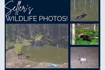 224 Six Elk Ct, Red Feather Lakes, CO 80545 - Photo 42