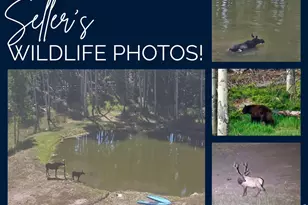224 Six Elk Ct, Red Feather Lakes, CO 80545 - Photo 42