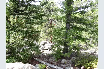115 Wenro Ct, Red Feather Lakes, CO 80545 - Photo 12