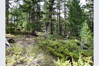 115 Wenro Ct, Red Feather Lakes, CO 80545 - Photo 4