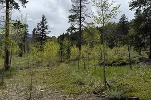 13348 Pingree Park Rd, Bellvue, CO 80512 - Photo 18