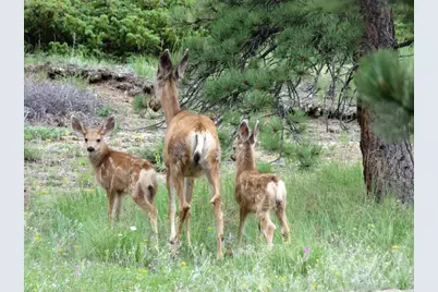 520 Fox Acres Drive W Dr W, Red Feather Lakes, CO 80545 - Photo 16
