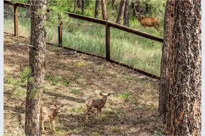 166 Cherokee Rd, Lyons, CO 80540 - Photo 6