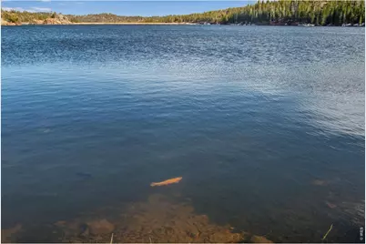 802 Marmot Dr, Red Feather Lakes, CO 80545 - Photo 8