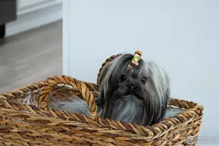 420 E 57th St, Loveland, CO 80538 - Photo 10