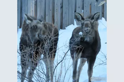 4 Fox Meadow Ln, Red Feather Lakes, CO 80545 - Photo 18