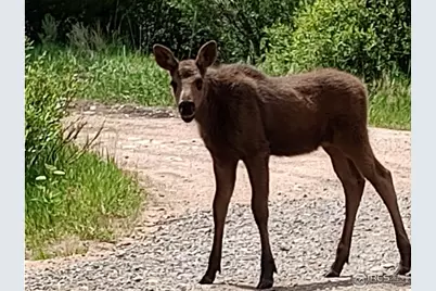 121 Pine Nut Ln, Red Feather Lakes, CO 80545 - Photo 32
